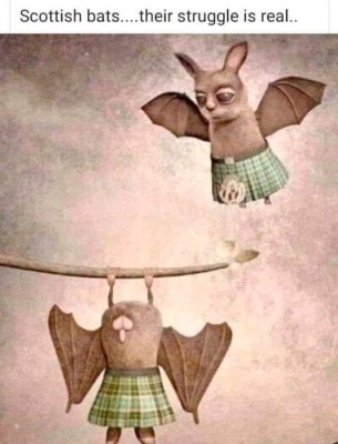 ScottishBats.jpg