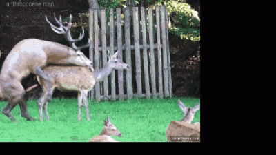 OhDeer.gif