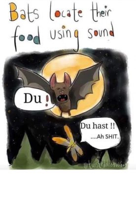 Bats.png