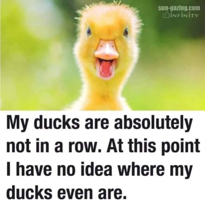 DucksInARow.jpg